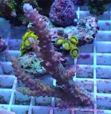 画像1: No.9 オーストラリア産 チェリーブロッサム (1)