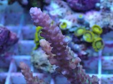 画像2: No.9 オーストラリア産 チェリーブロッサム (2)