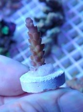 画像1: No.10 オーストラリア産 チェリーブロッサム (1)