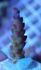 画像2: No.10 オーストラリア産 チェリーブロッサム (2)