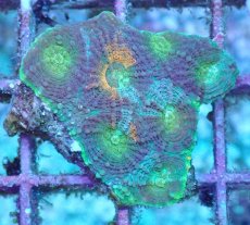 画像1: No.1 ヒラタオオトゲキクメイシ (1)