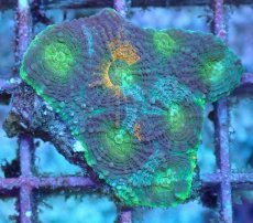 画像2: No.1 ヒラタオオトゲキクメイシ (2)