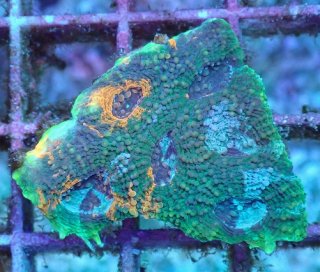 プクプク系サンゴを買うならアクアスタイルユー 海水魚 サンゴ 通販