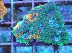 画像2: No.2 ヒラタオオトゲキクメイシ (2)