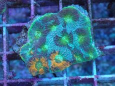 画像1: No.3 ヒラタオオトゲキクメイシ (1)