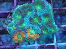 画像2: No.3 ヒラタオオトゲキクメイシ (2)