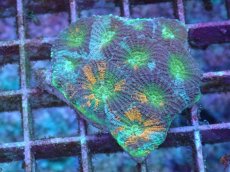 画像1: No.4 ヒラタオオトゲキクメイシ (1)