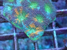 画像2: No.4 ヒラタオオトゲキクメイシ (2)