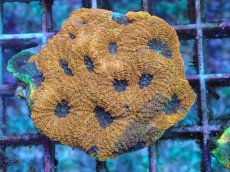 画像1: No.5 ヒラタオオトゲキクメイシ (1)