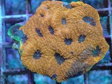 画像2: No.5 ヒラタオオトゲキクメイシ (2)