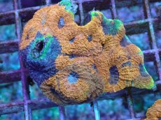 画像1: No.6 ヒラタオオトゲキクメイシ (1)