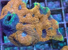 画像2: No.6 ヒラタオオトゲキクメイシ (2)