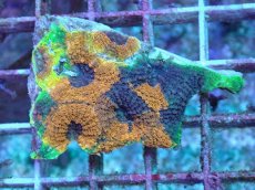 画像1: No.7 ヒラタオオトゲキクメイシ (1)