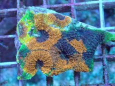 画像2: No.7 ヒラタオオトゲキクメイシ (2)