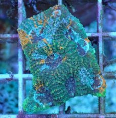 画像1: No.8 ヒラタオオトゲキクメイシ (1)