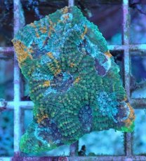 画像2: No.8 ヒラタオオトゲキクメイシ (2)