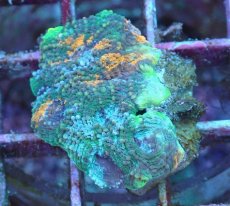 画像1: No.9 ヒラタオオトゲキクメイシ (1)