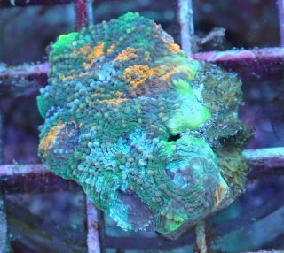 サンゴ育成LED照明 SPECTRA スペクトラ SP200 - AQUASTYLE YOU（アクア