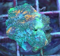 画像2: No.9 ヒラタオオトゲキクメイシ (2)