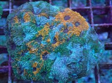 画像2: No.10 ヒラタオオトゲキクメイシ (2)