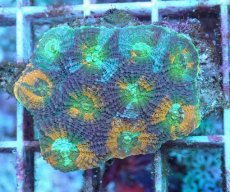 画像1: No.11 ヒラタオオトゲキクメイシ (1)