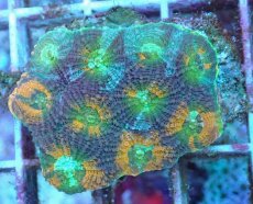 画像2: No.11 ヒラタオオトゲキクメイシ (2)