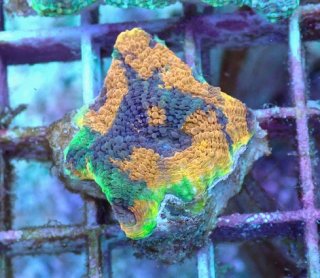 No.22 オーストラリア産 スコリミア Warpaintを買うならアクアスタイル