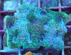 画像1: No.13 ヒラタオオトゲキクメイシ (1)