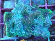 画像2: No.13 ヒラタオオトゲキクメイシ (2)