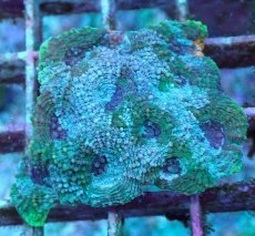 画像1: No.14 ヒラタオオトゲキクメイシ (1)