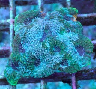 ライブロック ミックスザイズ を買うならアクアスタイルユー 海水魚