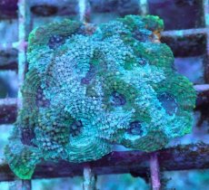 画像2: No.14 ヒラタオオトゲキクメイシ (2)