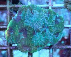 画像1: No.15 ヒラタオオトゲキクメイシ (1)