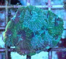 画像2: No.15 ヒラタオオトゲキクメイシ (2)