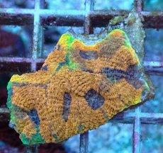 画像1: No.16 ヒラタオオトゲキクメイシ (1)