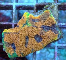 画像2: No.16 ヒラタオオトゲキクメイシ (2)