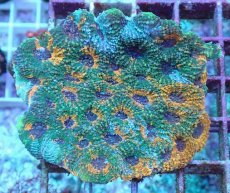 画像1: No.17 ヒラタオオトゲキクメイシ (1)