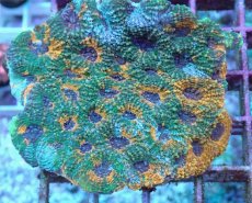 画像2: No.17 ヒラタオオトゲキクメイシ (2)