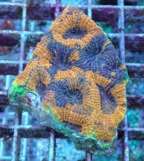 画像1: No.18 ヒラタオオトゲキクメイシ (1)