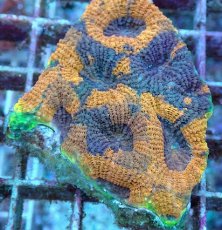 画像2: No.18 ヒラタオオトゲキクメイシ (2)