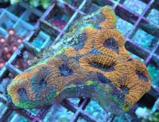 画像1: No.19 ヒラタオオトゲキクメイシ (1)