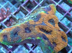 画像2: No.19 ヒラタオオトゲキクメイシ (2)