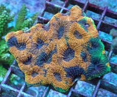 画像1: No.20 ヒラタオオトゲキクメイシ (1)