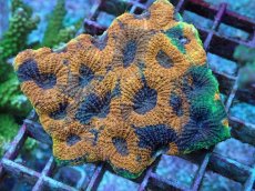 画像2: No.20 ヒラタオオトゲキクメイシ (2)