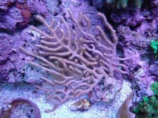 画像1: No.1 オーストラリア産　ゴルゴニア　ゴールドポリプ　　【迫力ある大きめサイズ！】 (1)