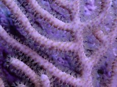 画像2: No.1 オーストラリア産　ゴルゴニア　ゴールドポリプ　　【迫力ある大きめサイズ！】 (2)