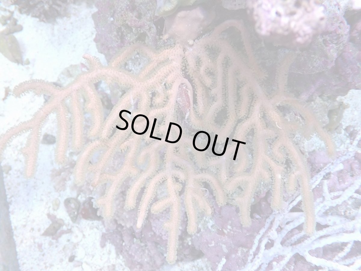 画像1: No.2 オーストラリア産　ゴルゴニア　ゴールドポリプ (1)