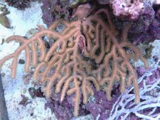 画像1: No.2 オーストラリア産　ゴルゴニア　ゴールドポリプ (1)