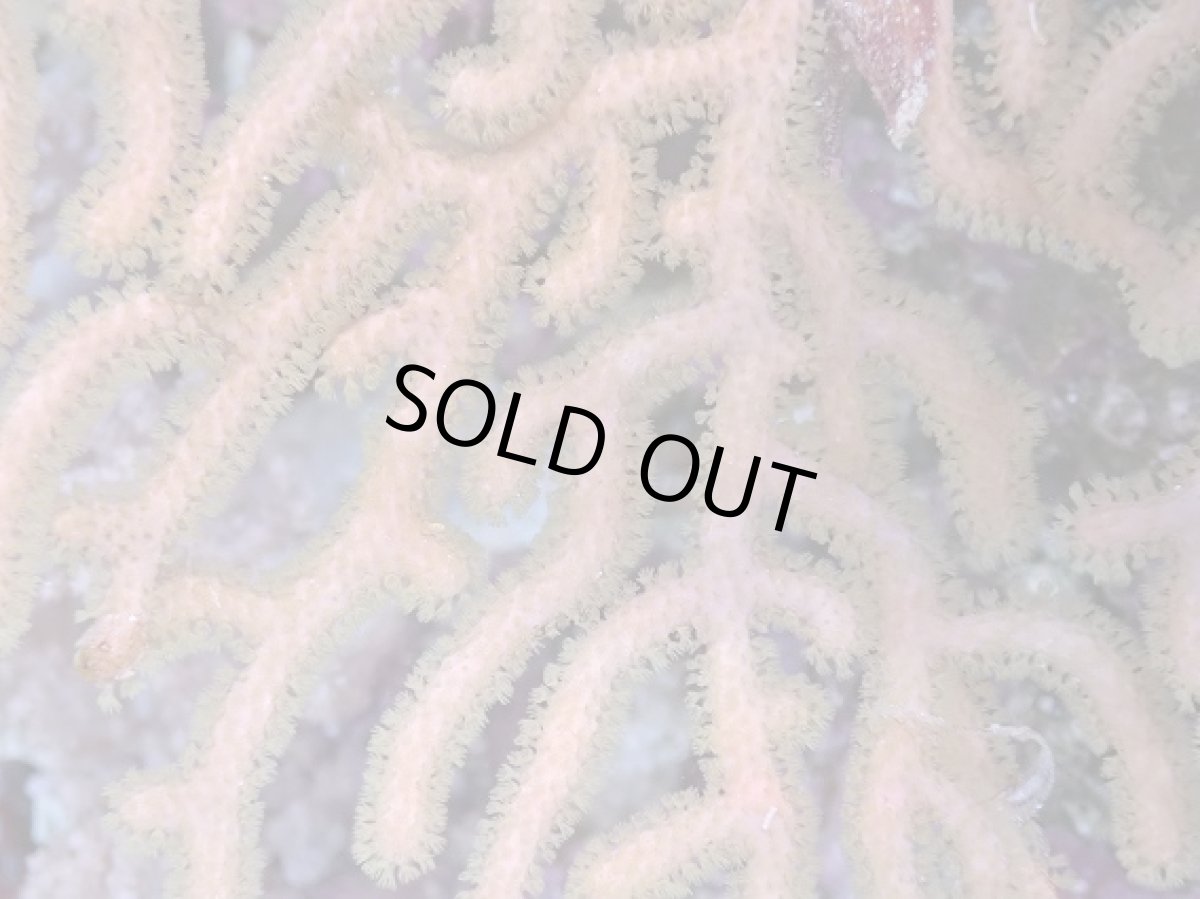 画像2: No.2 オーストラリア産　ゴルゴニア　ゴールドポリプ (2)