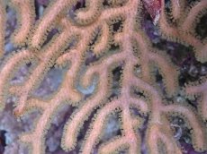 画像2: No.2 オーストラリア産　ゴルゴニア　ゴールドポリプ (2)